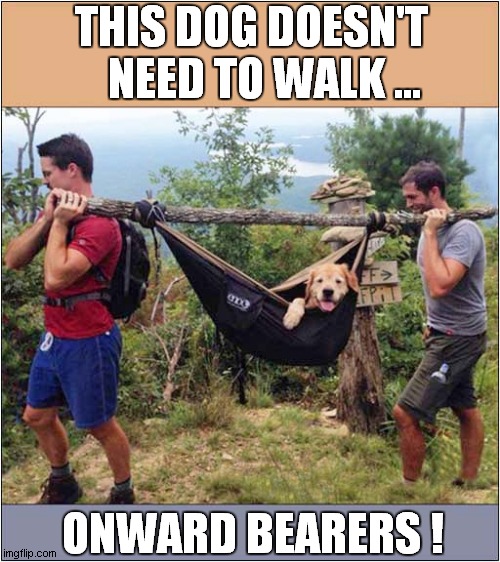 A Lazy or A Lucky Dog ? | THIS DOG DOESN'T
   NEED TO WALK ... ONWARD BEARERS ! | image tagged in dogs,carry me | made w/ Imgflip meme maker