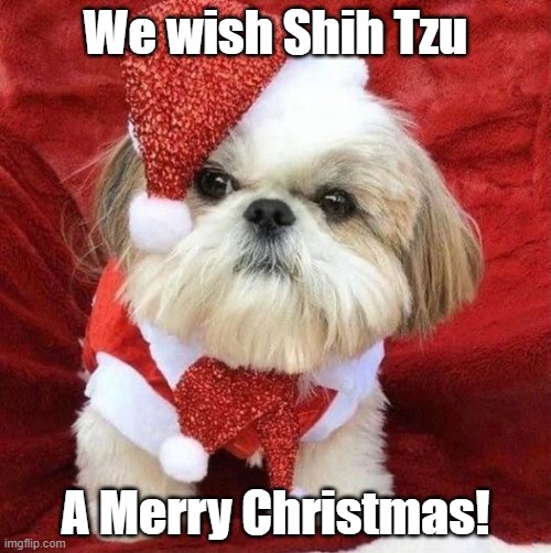 We wish Shi Tzu a Merry Christmas | We wish Shih Tzu; A Merry Christmas! | image tagged in shi tzu,merry christmas,i wish all the x a very pleasant evening | made w/ Imgflip meme maker