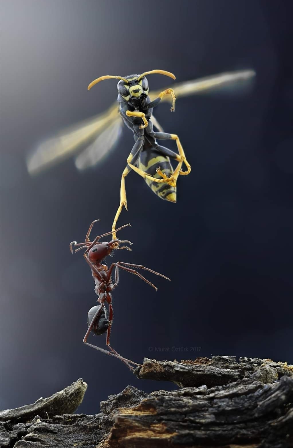 Ant v Wasp Blank Meme Template