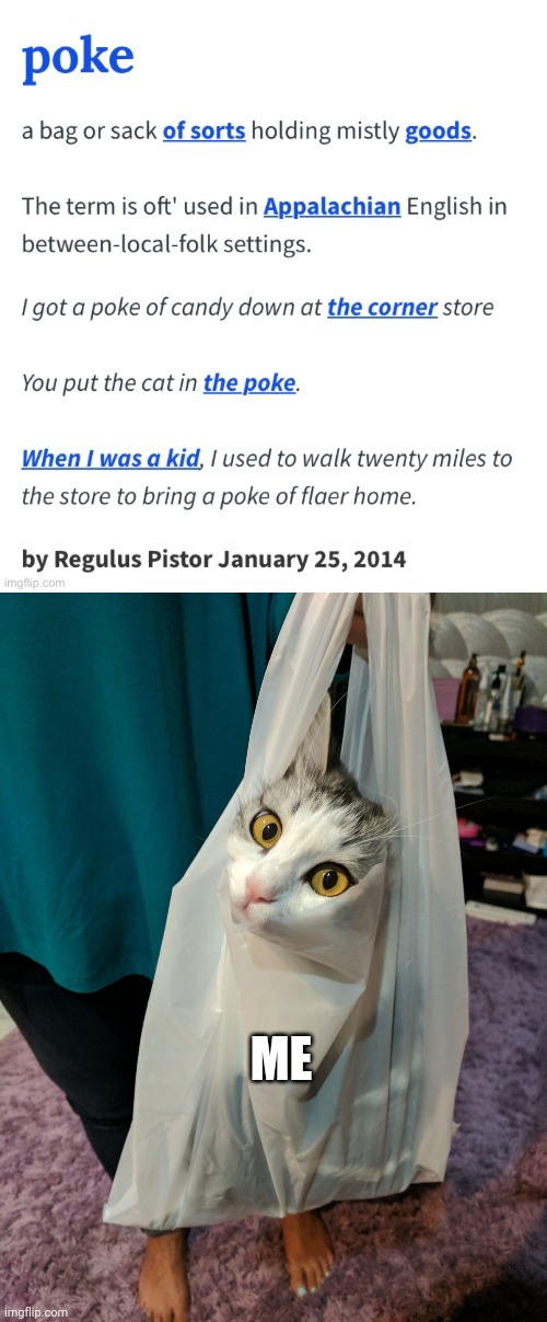 ME | image tagged in cat in plastic bag | made w/ Imgflip meme maker