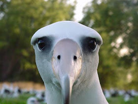 High Quality Staring albatross Blank Meme Template