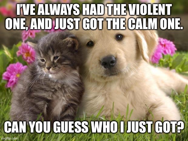 True story | I’VE ALWAYS HAD THE VIOLENT ONE, AND JUST GOT THE CALM ONE. CAN YOU GUESS WHO I JUST GOT? | image tagged in puppies and kittens | made w/ Imgflip meme maker