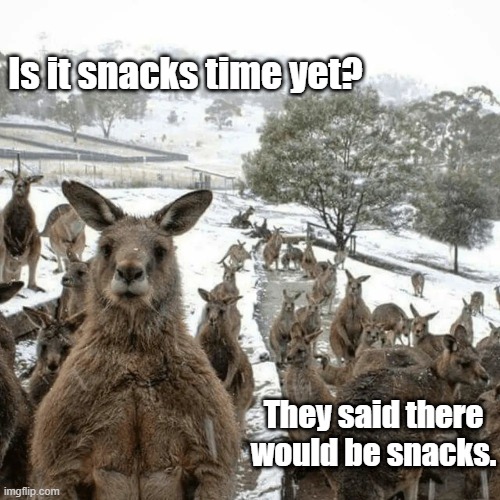 Snacks??? | Is it snacks time yet? They said there would be snacks. | image tagged in snow,kangaroo | made w/ Imgflip meme maker