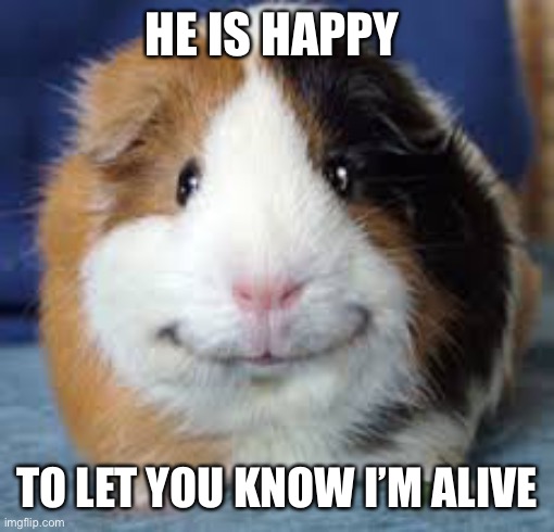 I’m alive! | HE IS HAPPY; TO LET YOU KNOW I’M ALIVE | image tagged in guinea pig | made w/ Imgflip meme maker