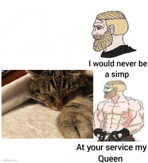 Cat reveal! | image tagged in i would never be simp,cats,pets | made w/ Imgflip meme maker