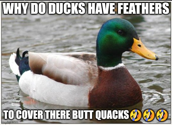 LoL | WHY DO DUCKS HAVE FEATHERS; TO COVER THERE BUTT QUACKS🤣🤣🤣 | image tagged in memes,actual advice mallard | made w/ Imgflip meme maker