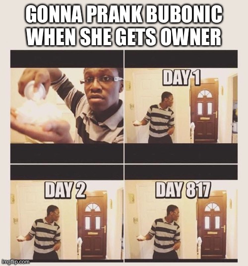 gonna prank x when he/she gets home | GONNA PRANK BUBONIC WHEN SHE GETS OWNER | image tagged in gonna prank x when he/she gets home | made w/ Imgflip meme maker