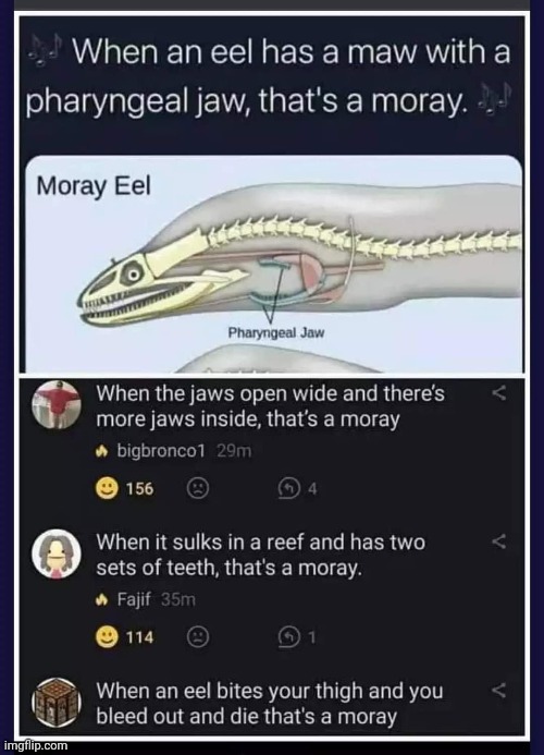 That's a-more-eh? | image tagged in bad joke eel | made w/ Imgflip meme maker