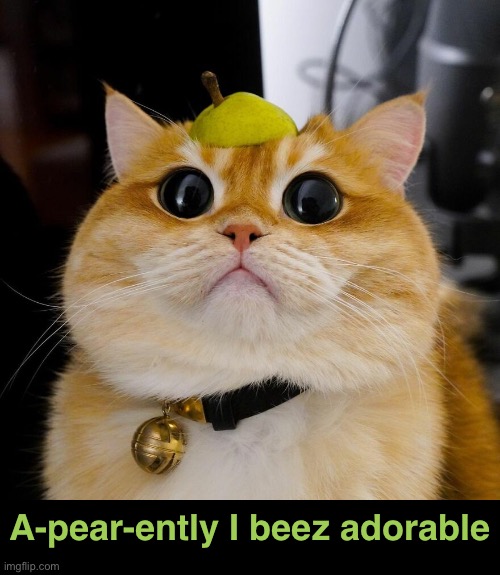 Looks Like Puss in Boots. So cute! | A-pear-ently I beez adorable | image tagged in funny memes | made w/ Imgflip meme maker