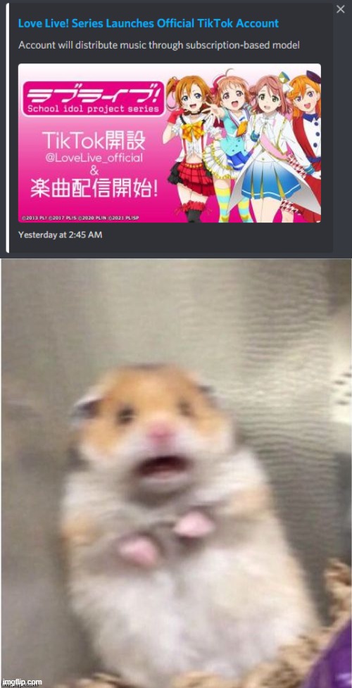 I love Love Live! but WHY???! WHY TIKTOK?! | image tagged in scared hamster | made w/ Imgflip meme maker