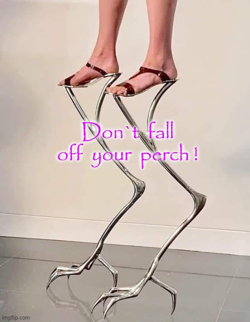 Don`t fall ! | Don`t  fall off  your  perch ! | image tagged in is this a bird | made w/ Imgflip meme maker