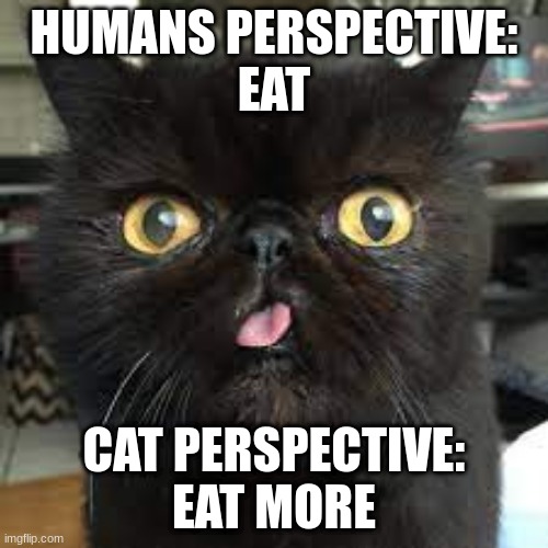 Cat and Human | HUMANS PERSPECTIVE:
EAT; CAT PERSPECTIVE:
EAT MORE | image tagged in cat,human and cat',funny,food | made w/ Imgflip meme maker