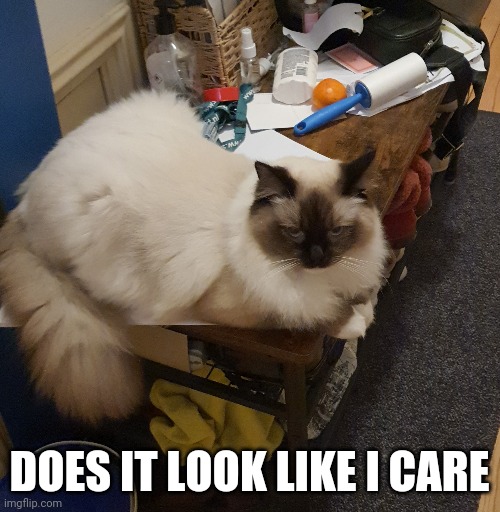 Does it look like I care | DOES IT LOOK LIKE I CARE | image tagged in cats,angry,kitty | made w/ Imgflip meme maker