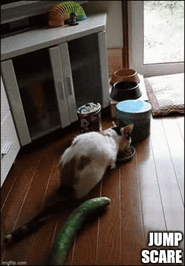 animals scared gif