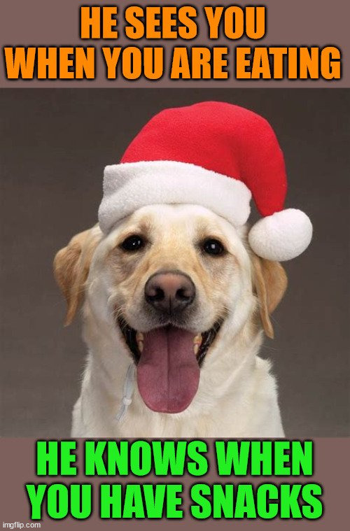 Merry Christmas to you all. | image tagged in dogs | made w/ Imgflip meme maker