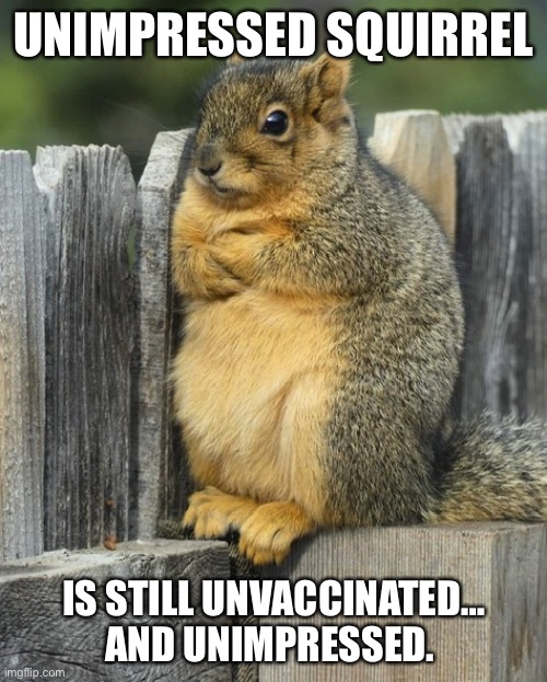 Unvaxxed Squirrel | UNIMPRESSED SQUIRREL; IS STILL UNVACCINATED…
AND UNIMPRESSED. | image tagged in unimpressed squirrel,covid vaccine | made w/ Imgflip meme maker