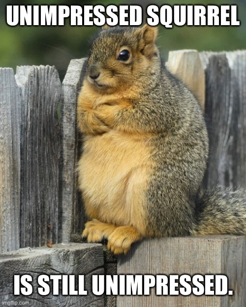 Unimpressed Squirrel | UNIMPRESSED SQUIRREL; IS STILL UNIMPRESSED. | image tagged in unimpressed,unimpressed squirrel | made w/ Imgflip meme maker