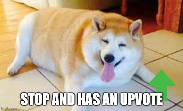 Thicc Doggo |  STOP AND HAS AN UPVOTE | image tagged in thicc doggo,fun,meme,have an upvote | made w/ Imgflip meme maker