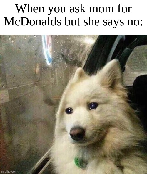 no big mac :( |  When you ask mom for McDonalds but she says no: | image tagged in sad dog,big mac,mcdonalds,ronald mcdonald | made w/ Imgflip meme maker
