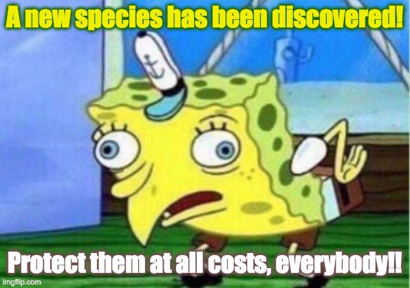 Mocking Spongebob | A new species has been discovered! Protect them at all costs, everybody!! | image tagged in memes,mocking spongebob | made w/ Imgflip meme maker