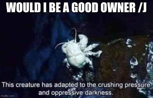 This creature has adapted to the crushing pressure | WOULD I BE A GOOD OWNER /J | image tagged in this creature has adapted to the crushing pressure | made w/ Imgflip meme maker