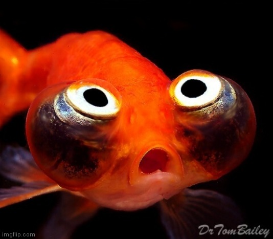 Shocked Fish | image tagged in shocked fish | made w/ Imgflip meme maker