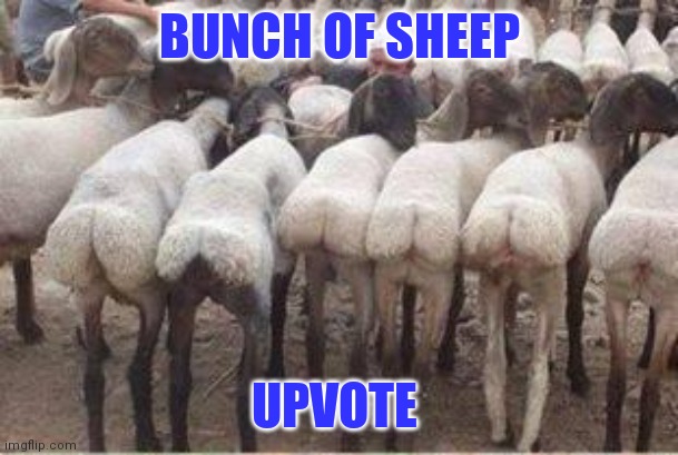 BUNCH OF SHEEP UPVOTE | made w/ Imgflip meme maker