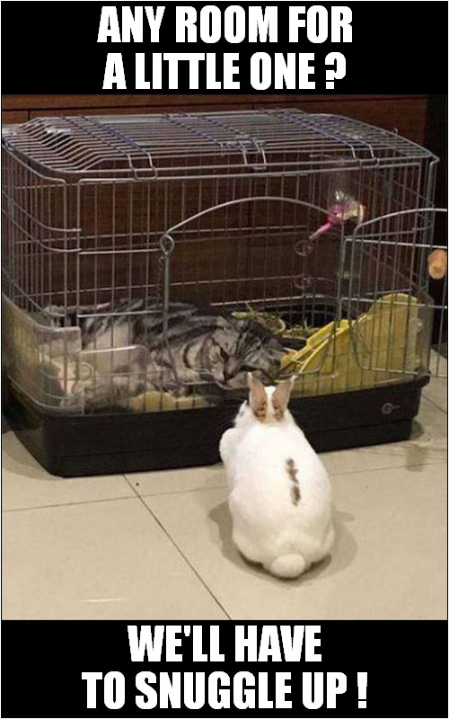 All Good Friends ! | ANY ROOM FOR A LITTLE ONE ? WE'LL HAVE TO SNUGGLE UP ! | image tagged in cats,rabbits,friends | made w/ Imgflip meme maker