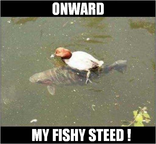 Lazy Duck On Carp ! | ONWARD; MY FISHY STEED ! | image tagged in duck,carp,onward steed | made w/ Imgflip meme maker