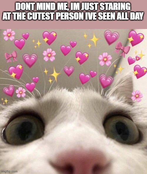 dont mind me :3 | DONT MIND ME, IM JUST STARING AT THE CUTEST PERSON IVE SEEN ALL DAY | image tagged in wholesome,stare,cats | made w/ Imgflip meme maker