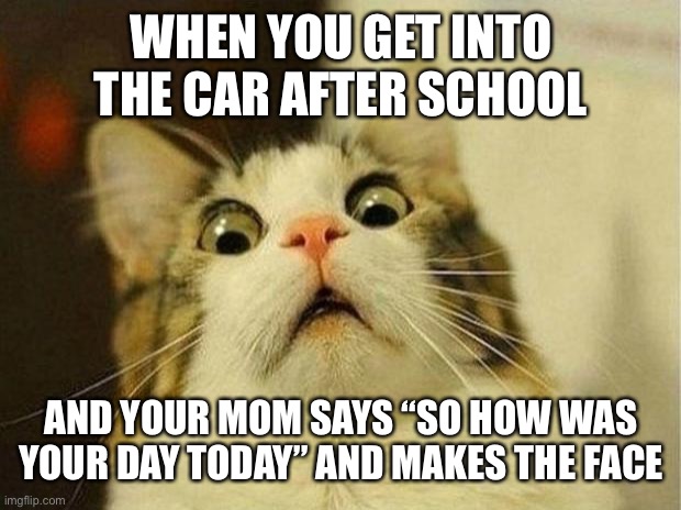 Scared Cat Meme | WHEN YOU GET INTO THE CAR AFTER SCHOOL; AND YOUR MOM SAYS “SO HOW WAS YOUR DAY TODAY” AND MAKES THE FACE | image tagged in memes,scared cat | made w/ Imgflip meme maker