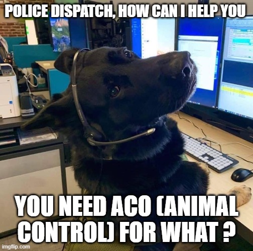 Animal Control Business | POLICE DISPATCH, HOW CAN I HELP YOU; YOU NEED ACO (ANIMAL CONTROL) FOR WHAT ? | image tagged in animal control,complaint,the office,phone call,calling the police | made w/ Imgflip meme maker