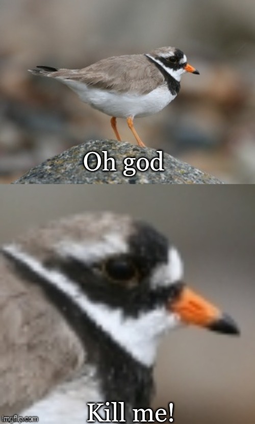 When you suddenly realize Ringed Plover | Oh god Kill me! | image tagged in when you suddenly realize ringed plover | made w/ Imgflip meme maker