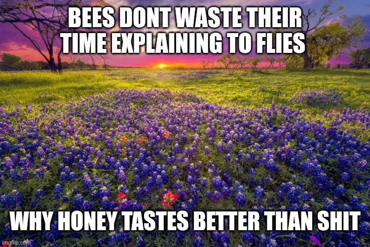 BEES DONT WASTE THEIR TIME EXPLAINING TO FLIES; WHY HONEY TASTES BETTER THAN SHIT | image tagged in funny | made w/ Imgflip meme maker