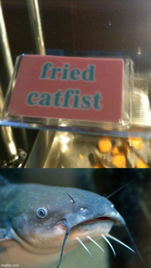 "Fried catfist" What in tarnation? | image tagged in surprised catfish,catfish,you had one job,memes,signs,fish | made w/ Imgflip meme maker