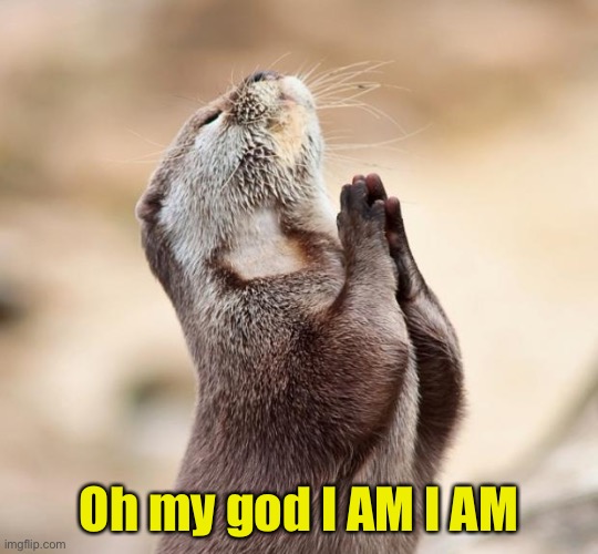 animal praying | Oh my god I AM I AM | image tagged in animal praying | made w/ Imgflip meme maker