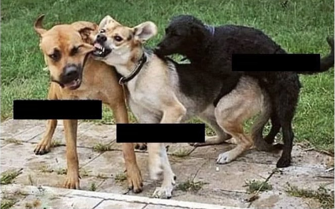 High Quality Dogs Blank Meme Template
