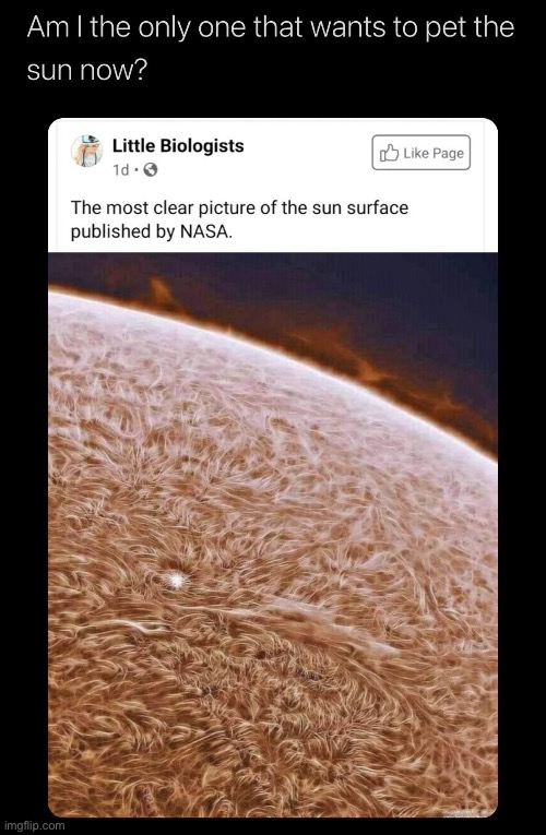 awww | image tagged in memes | made w/ Imgflip meme maker