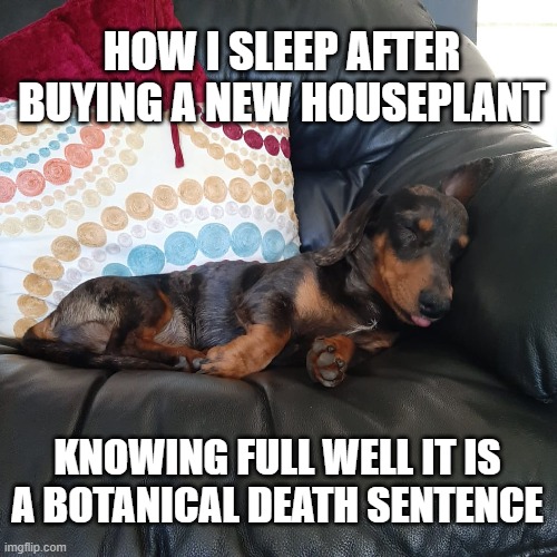 plant | HOW I SLEEP AFTER BUYING A NEW HOUSEPLANT; KNOWING FULL WELL IT IS A BOTANICAL DEATH SENTENCE | image tagged in plants,dog | made w/ Imgflip meme maker