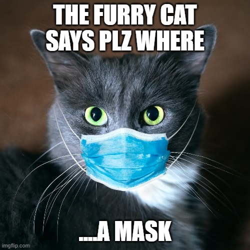 covid 19 cat | THE FURRY CAT SAYS PLZ WHERE; ....A MASK | image tagged in covid 19,cat,mask | made w/ Imgflip meme maker