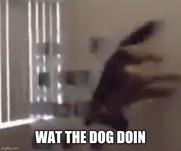 What the dog doin | WAT THE DOG DOIN | image tagged in what the dog doin | made w/ Imgflip meme maker