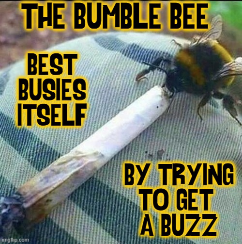 A Bumblebee Getting Buzzed |  THE BUMBLE BEE; BEST
BUSIES
ITSELF; BY TRYING
TO GET 
A BUZZ | image tagged in vince vance,bee,bumblebee,getting high,smoking a joint,memes | made w/ Imgflip meme maker