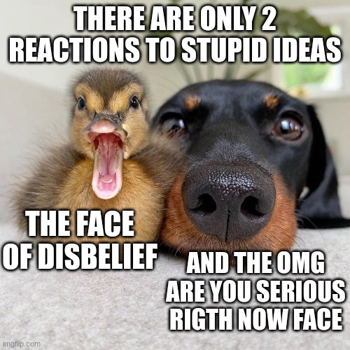 Only 2 reactions | THERE ARE ONLY 2 REACTIONS TO STUPID IDEAS; THE FACE OF DISBELIEF; AND THE OMG ARE YOU SERIOUS RIGTH NOW FACE | image tagged in memes | made w/ Imgflip meme maker