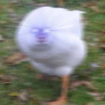 High Quality ANGERY GOOSE Blank Meme Template