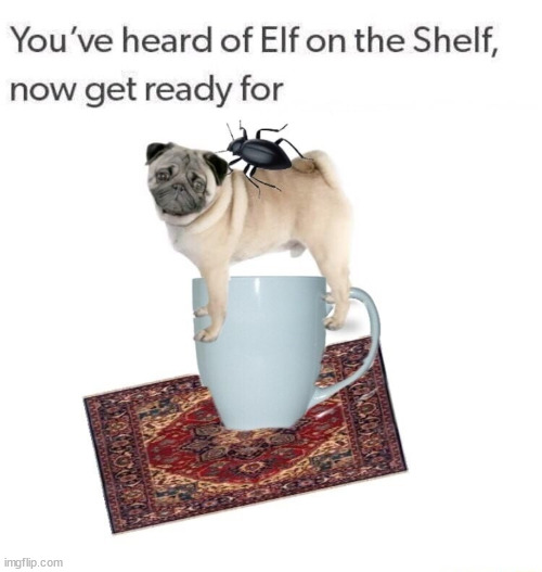 Bug on the pug on the mug on the rug | image tagged in memes,funny | made w/ Imgflip meme maker