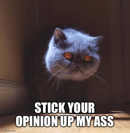 20 upvotes and off to politics | STICK YOUR OPINION UP MY ASS | image tagged in floating cat head | made w/ Imgflip meme maker