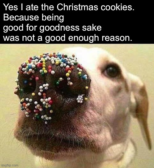 What Happened to All the Christmas Cookies? | Yes I ate the Christmas cookies.
Because being good for goodness sake was not a good enough reason. | image tagged in funny memes,funny christmas memes,dogs | made w/ Imgflip meme maker