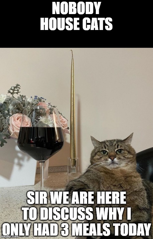 House cats be like | NOBODY
HOUSE CATS; SIR WE ARE HERE TO DISCUSS WHY I ONLY HAD 3 MEALS TODAY | image tagged in fancy cat with glass | made w/ Imgflip meme maker