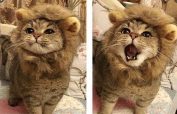 Very cute | image tagged in very cute | made w/ Imgflip meme maker