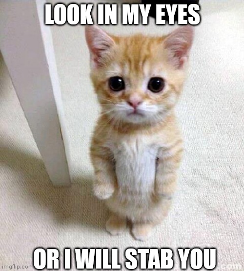Stab cat | LOOK IN MY EYES; OR I WILL STAB YOU | image tagged in memes,cute cat | made w/ Imgflip meme maker